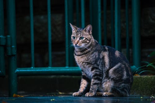 坐在户外钢门附近的棕色虎斑猫 · 免费素材图片