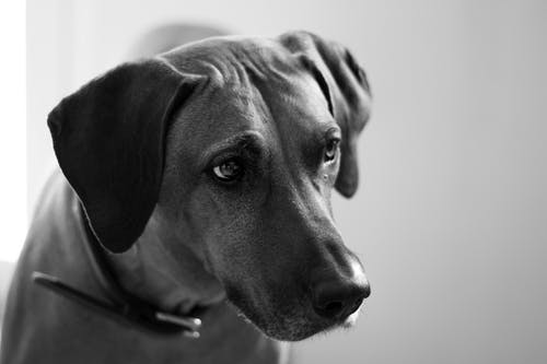 成年狗的照片 · 免费素材图片