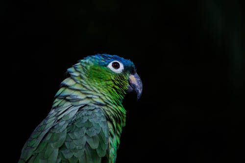 绿色和蓝色的鸟 · 免费素材图片