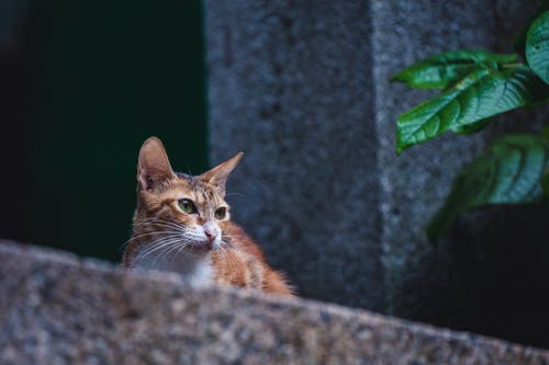 灰色的混凝土路面上的橙色虎斑猫 · 免费素材图片