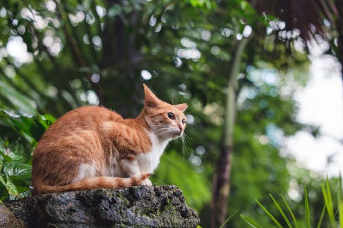 成人橙色虎斑猫坐在巨石上 · 免费素材图片