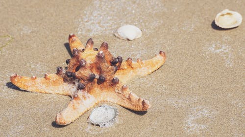 星鱼在沙滩上 · 免费素材图片