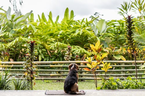 狗坐在地毯上，俯瞰绿色叶子的植物 · 免费素材图片