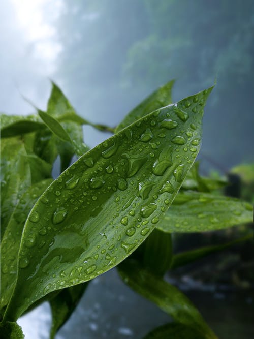 绿叶植物与水滴 · 免费素材图片