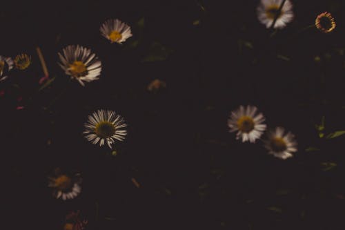 普通雏菊花的领域 · 免费素材图片