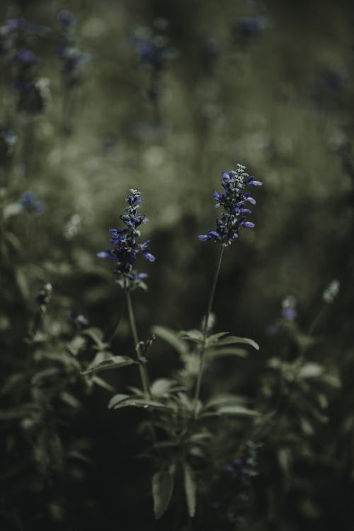蓝色簇花 · 免费素材图片