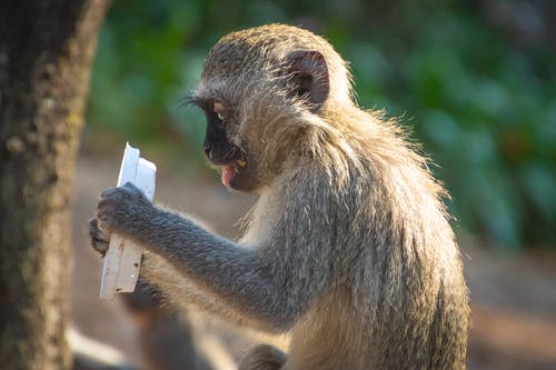 猴子拿着塑料盒盖的浅焦点摄影 · 免费素材图片