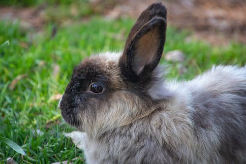 灰兔子的浅焦点摄影 · 免费素材图片
