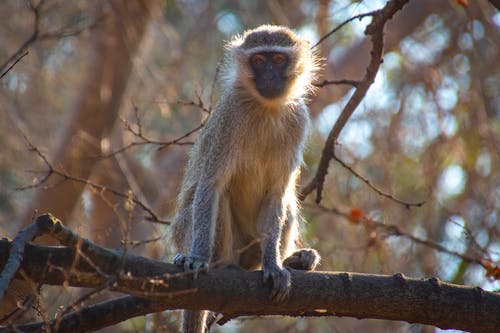 米色黑猩猩聚焦照片 · 免费素材图片