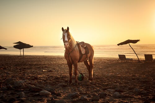 马在沙滩上 · 免费素材图片