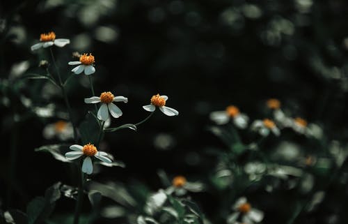 白色花瓣花的特写照片 · 免费素材图片