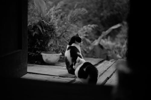 两只双色猫在植物附近的灰度摄影 · 免费素材图片
