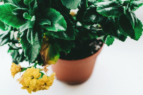 白色桌上的盆栽黄色花瓣花 · 免费素材图片