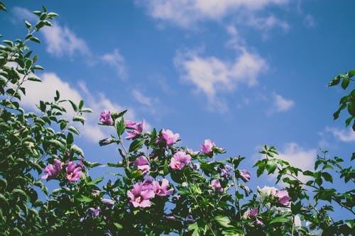 粉红色的花朵 · 免费素材图片