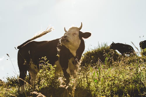 布朗和白牛在草地上 · 免费素材图片