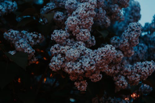 花的特写照片 · 免费素材图片