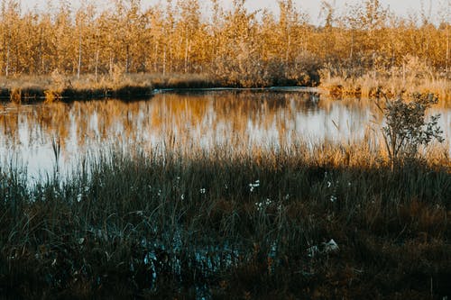 湖边的绿叶植物 · 免费素材图片