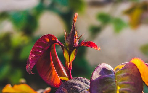褐红色叶子植物的选择性聚焦摄影 · 免费素材图片
