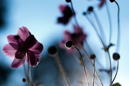 紫色的花的特写摄影 · 免费素材图片