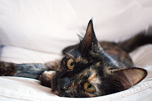 躺在白色纺织上的textile猫 · 免费素材图片