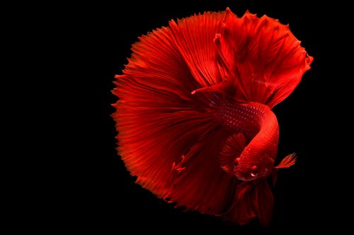 红斗鱼 · 免费素材图片