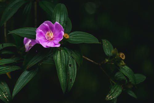 紫色花瓣花的特写照片 · 免费素材图片