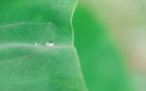 绿叶与雨滴 · 免费素材图片