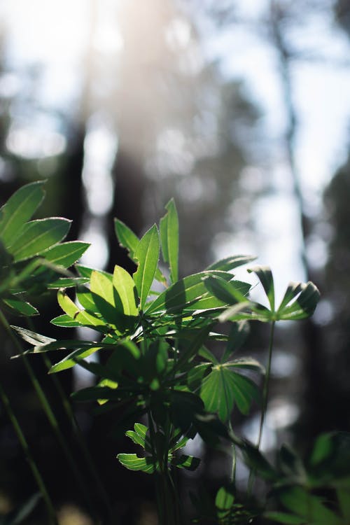 绿叶植物聚焦摄影 · 免费素材图片