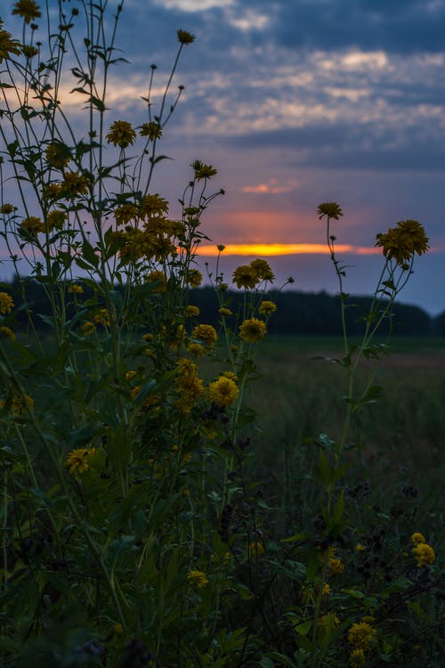 黄色的花瓣花的特写摄影 · 免费素材图片