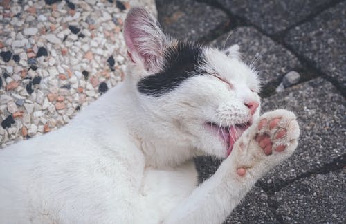 猫舔它的爪子的特写照片 · 免费素材图片