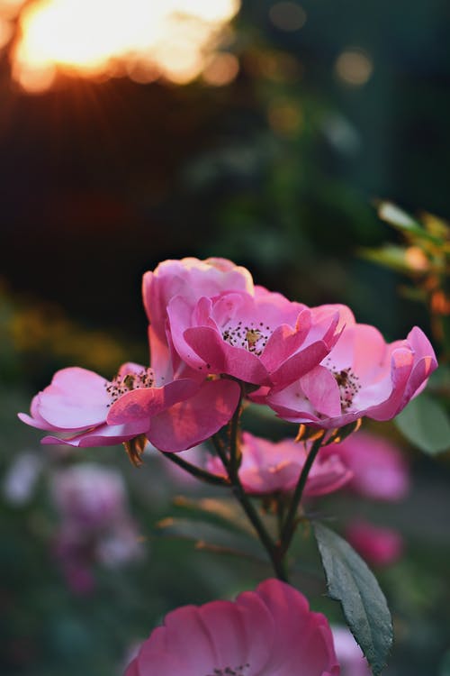 粉色花瓣花的选择性聚焦摄影 · 免费素材图片