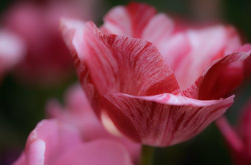 红色花瓣花的选择性聚焦摄影 · 免费素材图片
