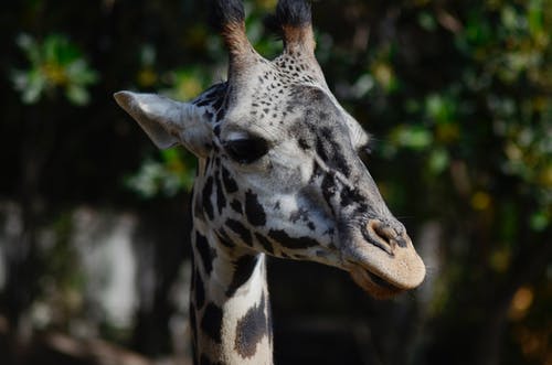 长颈鹿 · 免费素材图片