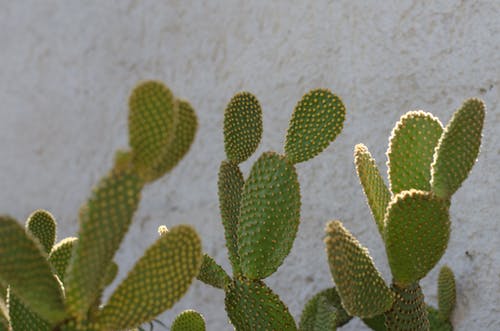 仙人掌植物 · 免费素材图片