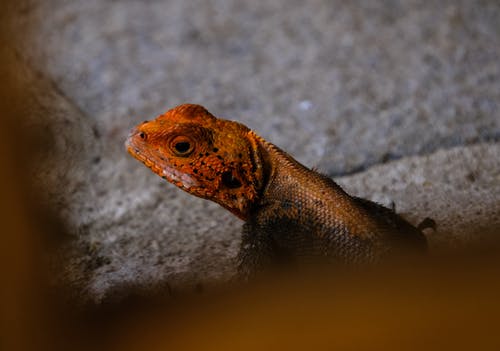选择性聚焦摄影的橙色和黑色的蜥蜴 · 免费素材图片
