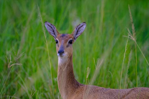 鹿的选择性聚焦照片 · 免费素材图片