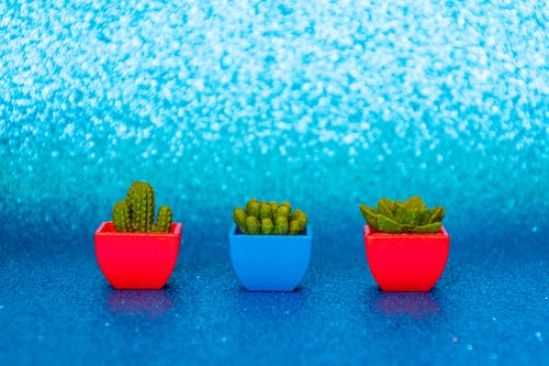 三个绿色仙人掌 · 免费素材图片