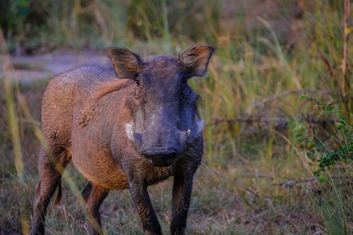棕色野猪 · 免费素材图片