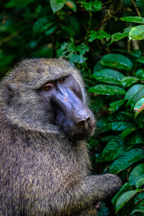 绿叶树旁的猴子 · 免费素材图片
