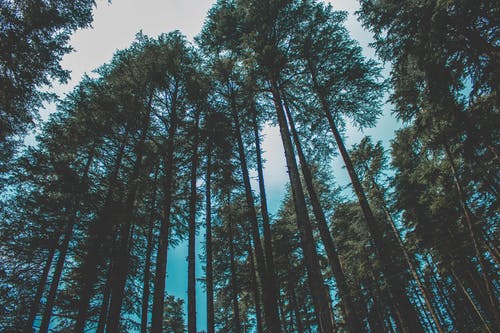 虫眼观林木摄影 · 免费素材图片