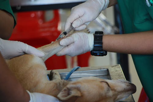 兽医接种成年黄褐色斗牛犬 · 免费素材图片