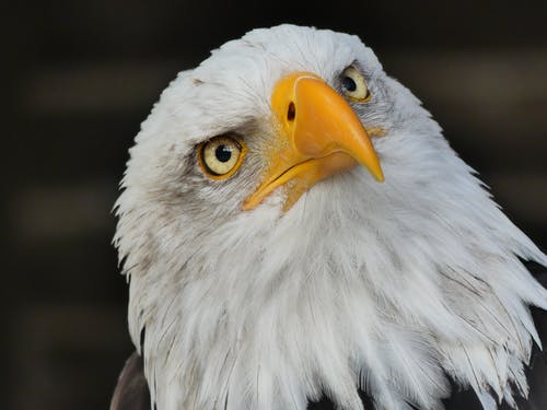白头鹰的选择性聚焦摄影 · 免费素材图片