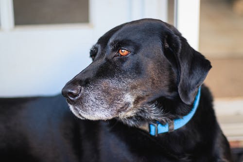 成年黑拉布拉多犬与蓝领焦点照片 · 免费素材图片