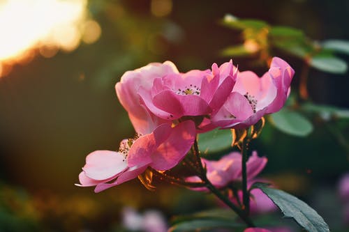 粉色花朵的选择性聚焦摄影 · 免费素材图片