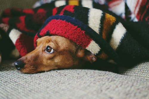 毛毯覆盖的小狗 · 免费素材图片