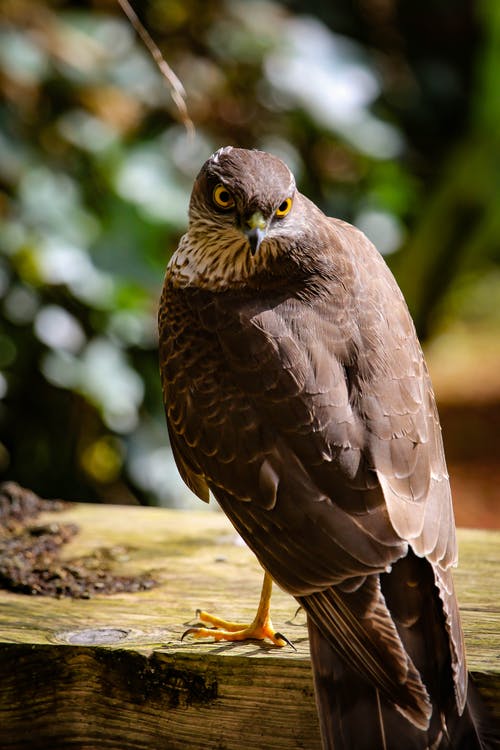 棕色木板上的棕色鹰 · 免费素材图片
