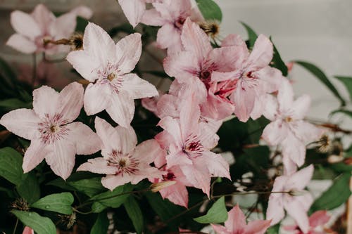 粉红色的花瓣花的特写照片 · 免费素材图片