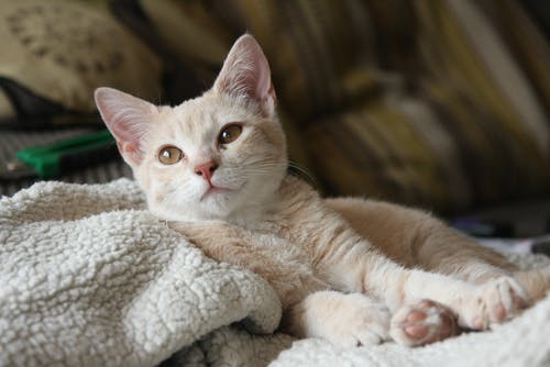 猫躺在毯子上 · 免费素材图片