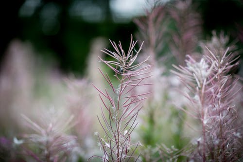 植物浅摄影 · 免费素材图片