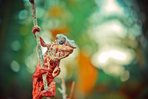 树枝上的红色和灰色爬行动物 · 免费素材图片